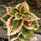 100 Seeds Marigold Seeds Cold And Heat Resistant Indoor And Outdoor
