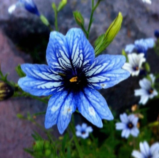 Mixed Color 50 Seeds Flowers Suitable For Outdoor Garden Planting