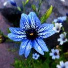 Mixed Color 50 Seeds Flowers Suitable For Outdoor Garden Planting