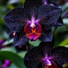 100 Black Phalaenopsis Seeds Attracting Butterflies And Bees Ornamental Flower