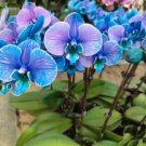 Rare 100 Pieces Of Amethyst Orchids Such As Pansy High Quality Seeds