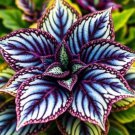 Perennial Flower Seeds For Planting 100 Pcs Cala-Dium Hostas Seeds Bonsai