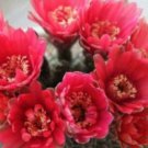 Feihuayu 500 Seeds Potted Very Beautiful Net Red Popular Varieties