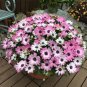 100 Flower Seeds Small Daisy Explosive Potted Evergreen Flower