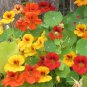 100 Seeds Jewel Nasturtium Fresh For Your Flower