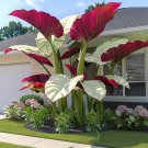 Perennial Flower Seeds Of Plants 100 Rare C.Ala.Dium. H.O.Sta Flower Bonsai Indoor Grow