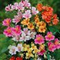 300 Seeds Flower Peruvian Lily Mixed Alstromil Flower