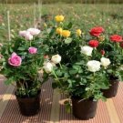 Mixed Color Climbing Rose 20 Seeds Garden And Potted Plants, Unique Flowering Varieties