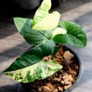 plant syngonium yellow syngonium aurea free shipping