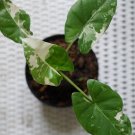 Plant Alocasia Macrorrhiza Variegata free phytosanitary