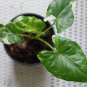 Plant Alocasia Macrorrhiza Variegata free phytosanitary