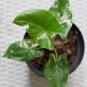 Plant Alocasia Macrorrhiza Variegata free phytosanitary