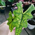 Plant Alocasia jacklyn  free phytosanitary