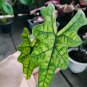 Plant Alocasia jacklyn  free phytosanitary
