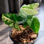 plant syngonium yellow syngonium aurea free shipping