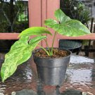 Rare Plant Syngonium mojito live plant free phytosanitary