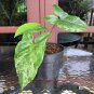 Rare Plant Syngonium mojito live plant free phytosanitary