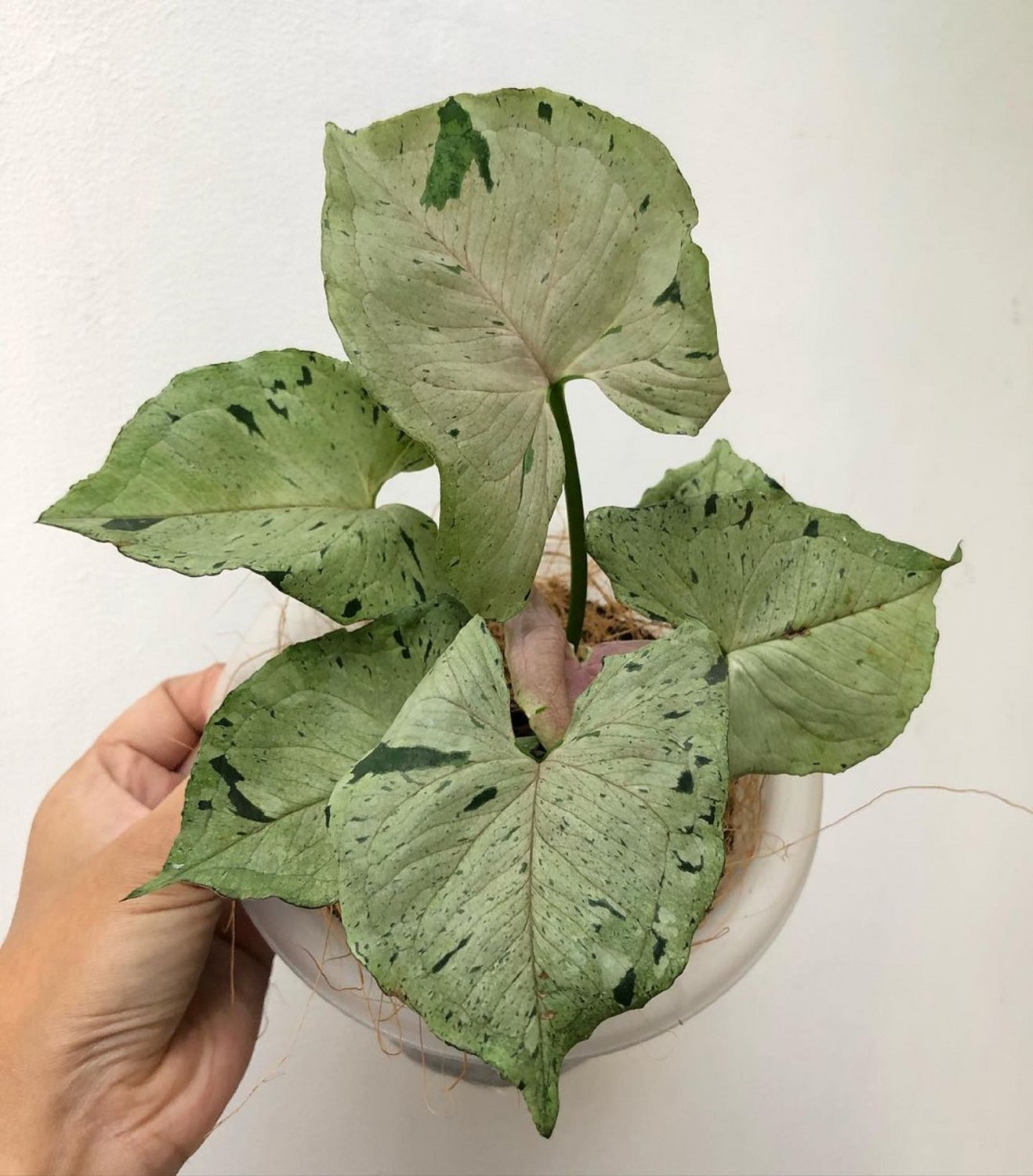 Rare Plant Syngonium greend splash live plant free phytosanitary