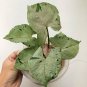 Rare Plant Syngonium greend splash live plant free phytosanitary