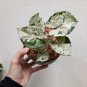 Rare Plant Syngonium greend splash live plant free phytosanitary