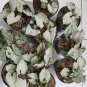 Rare Plant Syngonium greend splash live plant free phytosanitary