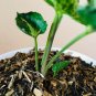 Rare Plant Syngonium gozila live plant free phytosanitary