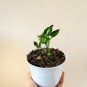 Rare Plant Syngonium gozila live plant free phytosanitary