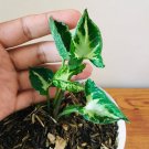 Rare Plant Syngonium gozila live plant free phytosanitary