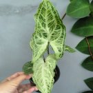 Rare Plant Syngonium syngonium batik live plant free phytosanitary