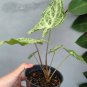 Rare Plant Syngonium syngonium batik live plant free phytosanitary
