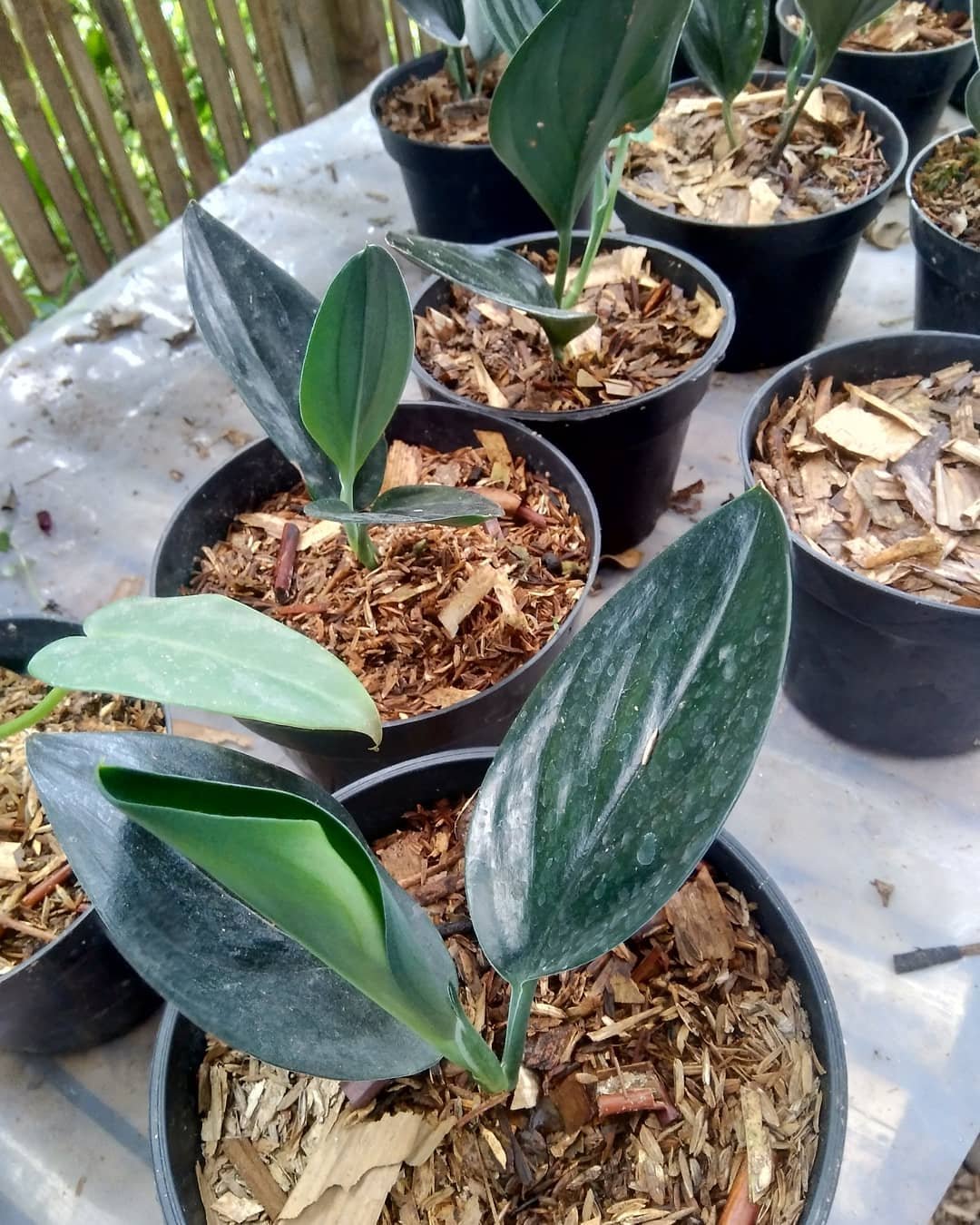 Rare Plant scindapsus treubii dark form live plant free phytosanitary