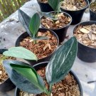 Rare Plant scindapsus treubii dark form live plant free phytosanitary