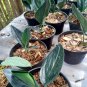 Rare Plant scindapsus treubii dark form live plant free phytosanitary