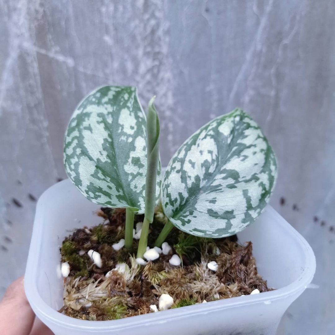 Rare Plants cindapsus silver lady live plant free phytosanitary