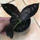 Rare Plants cindapsus silver lady live plant free phytosanitary