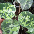Rare Plants Aglaonema Pictum tri color live plant free phytosanitary