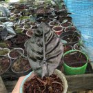 Rare Plants Alocasia infernalis black live plant free phytosanitary