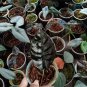 Rare Plants Alocasia infernalis black live plant free phytosanitary