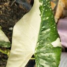 Rare Plants Alocasia Macrorrhiza Variegata live plant free phytosanitary