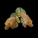 Killifish Eggs