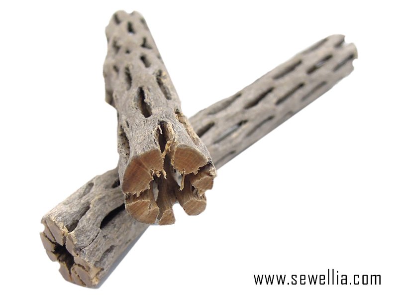 Cholla Wood 2 pcs