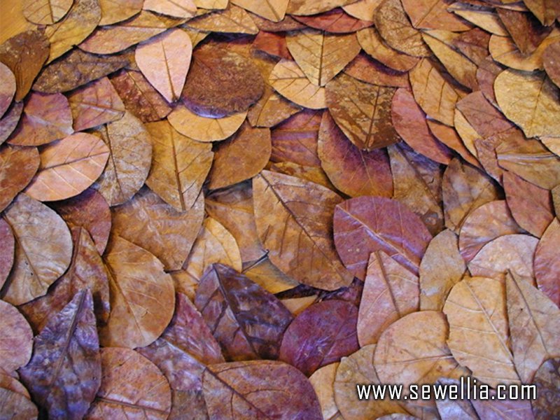 Indian Almond Leaves 100g