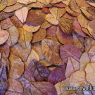 Indian Almond Leaves 100g