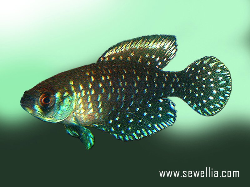 30 eggs of Austrolebias nigripinnis «La Peregrina ARG-APKP 2011-04»
