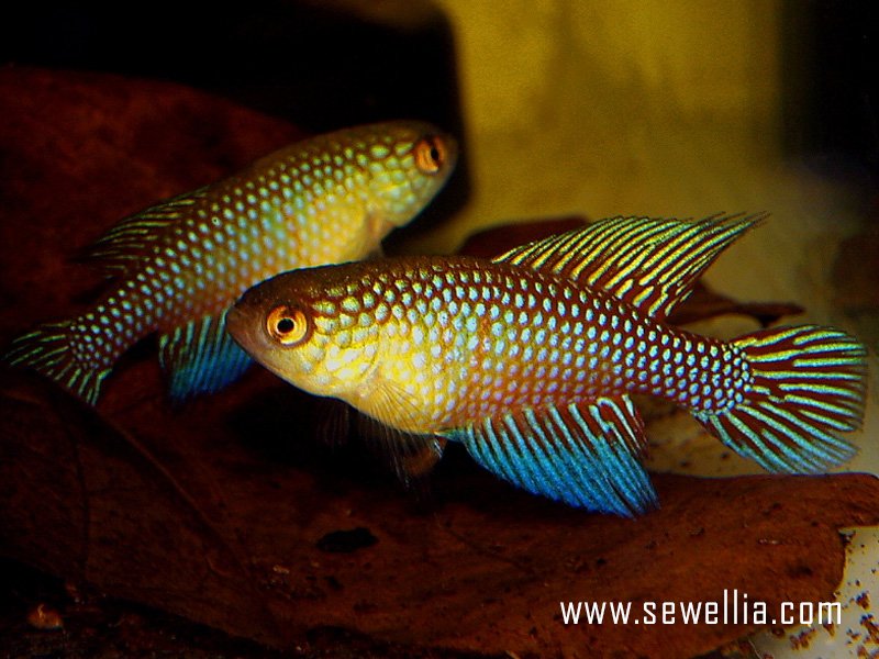 30 eggs of Hypsolebias fulminantis «Guanambi NP 04-09»