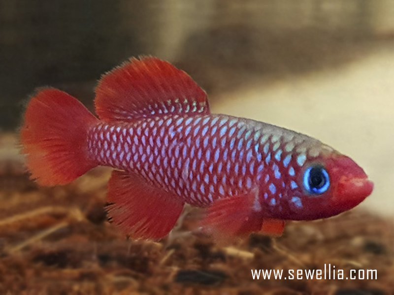 30 eggs of Nothobranchius cardinalis «TTKSN 2017-12»