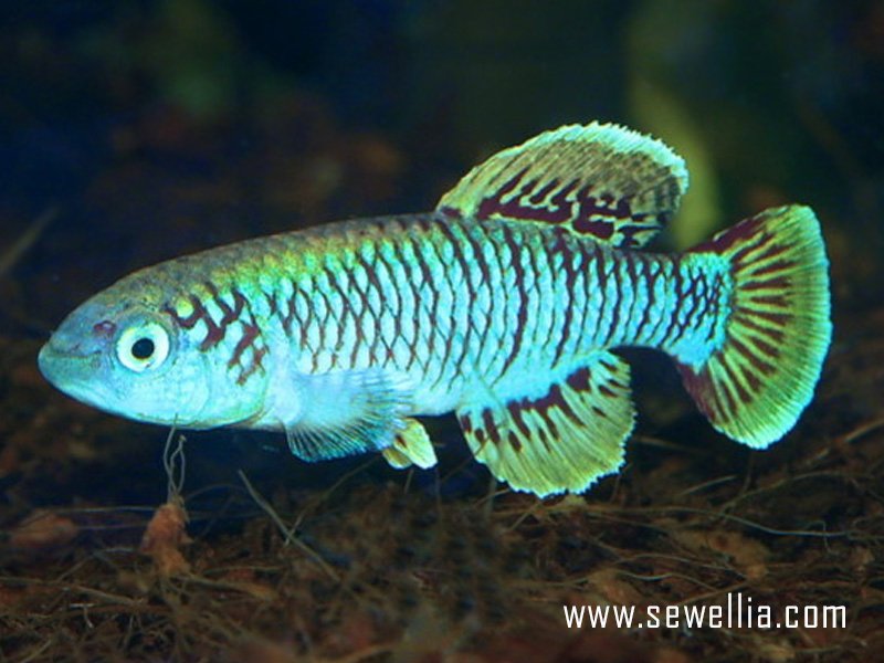 30 eggs of Nothobranchius eggersi «Chamakwese TZ 08-01»