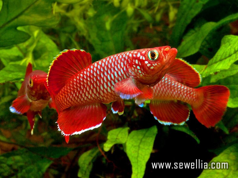 30 eggs of Nothobranchius korthausae «Mafia Island TZN 08-04»