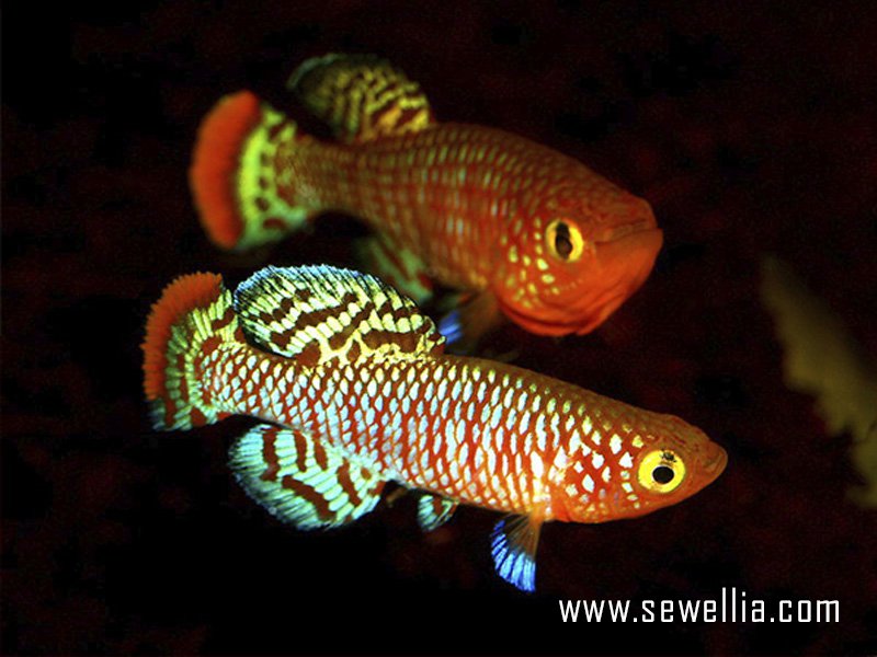 30 eggs of Nothobranchius rachovii «Beira 98»