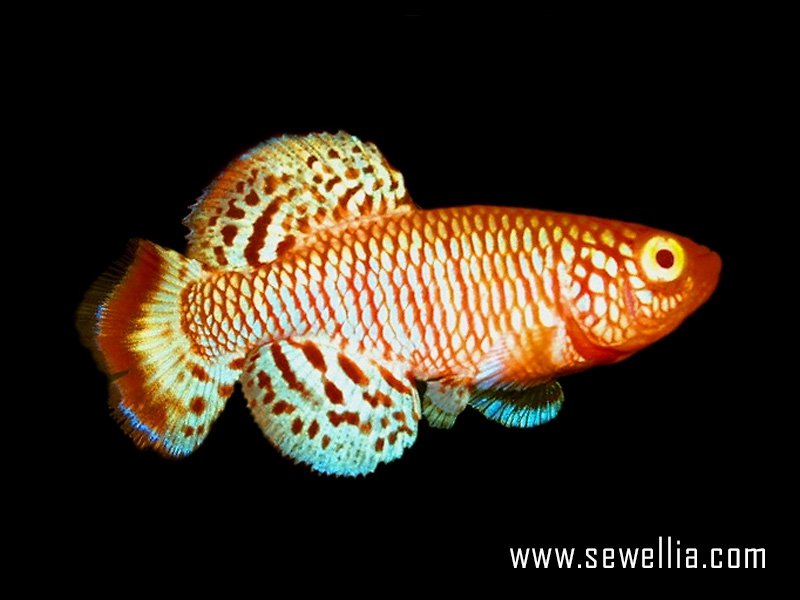 30 eggs of Nothobranchius rachovii «Beira 98» Albino